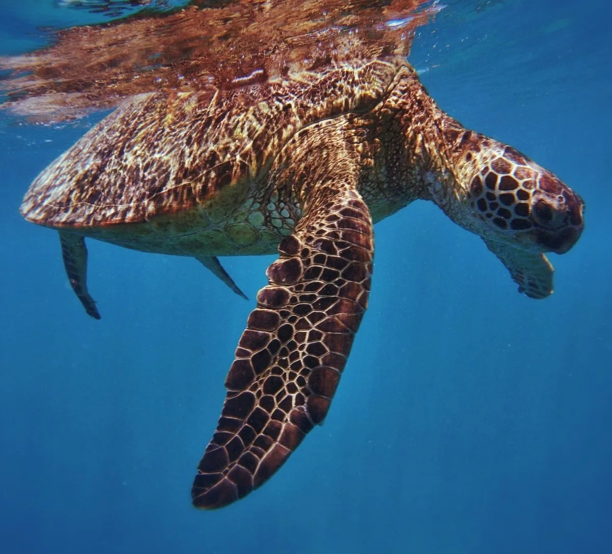 A Hawaiian green sea turtle gliding over a coral reef where visitors swim with turtles in Oahu, Hawaii