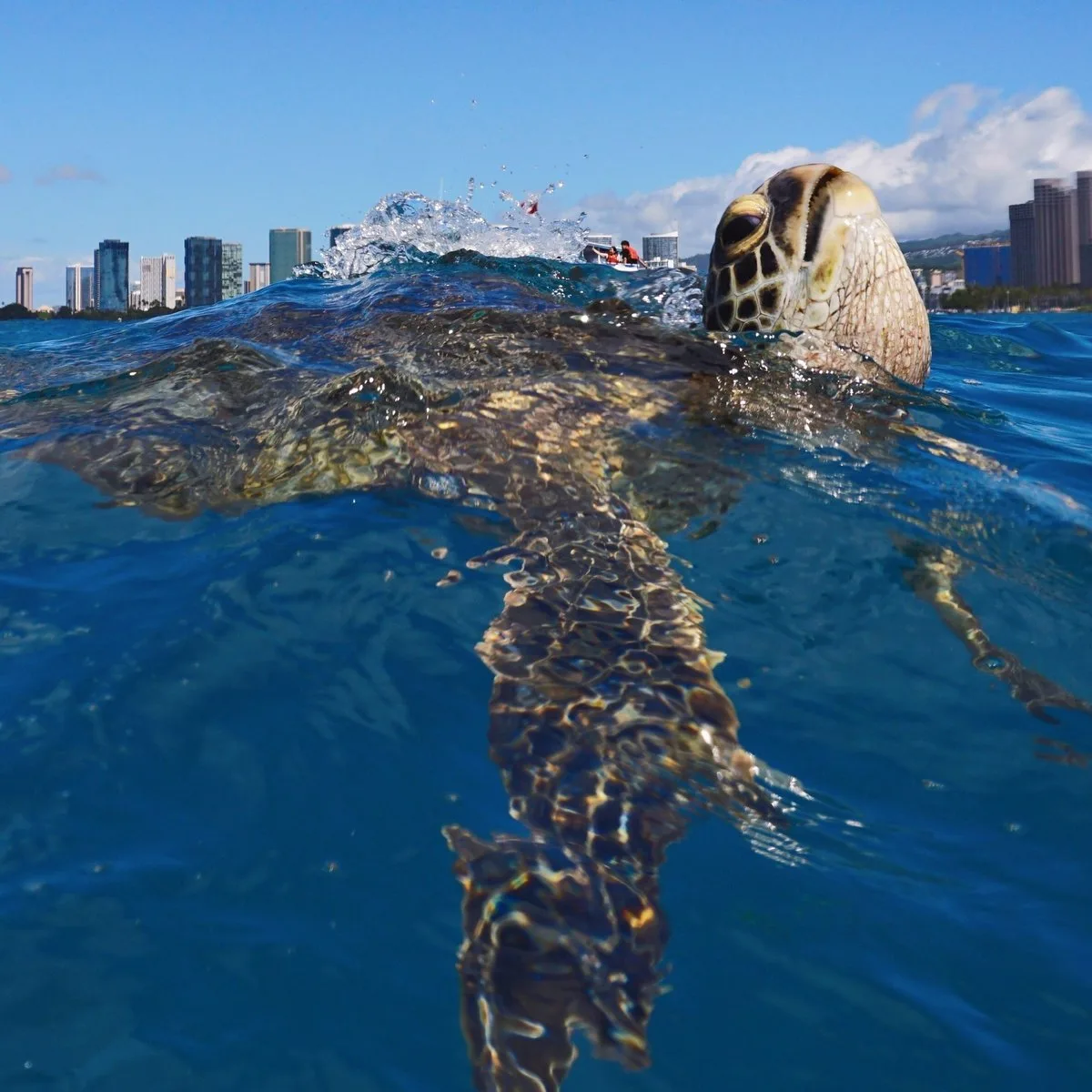 Green sea turtle swimming in clear water near the North Shore where visitors watch turtles in Oahu, Hawaii