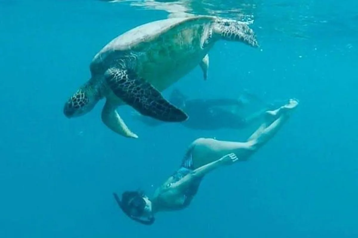 Snorkeler in mask and fins ready to swim with turtles in Oahu on a Waikiki snorkel tour, Hawaii