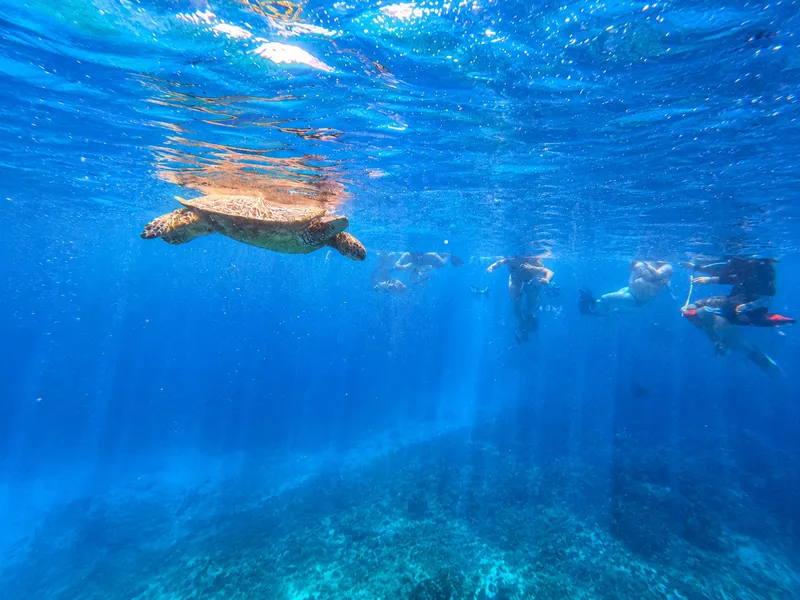 Small-group catamaran above Turtle Canyon where guests swim with turtles in Oahu off Waikiki Beach, Hawaii