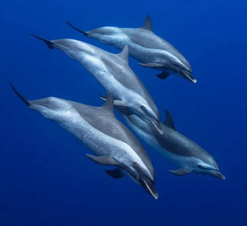 Snorkelers swim with turtles and wild dolphins in Oahu on a Waianae coast excursion, Hawaii