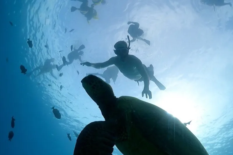 Catamaran cruise where guests swim with turtles in Oahu over reefs off Waikiki, Hawaii