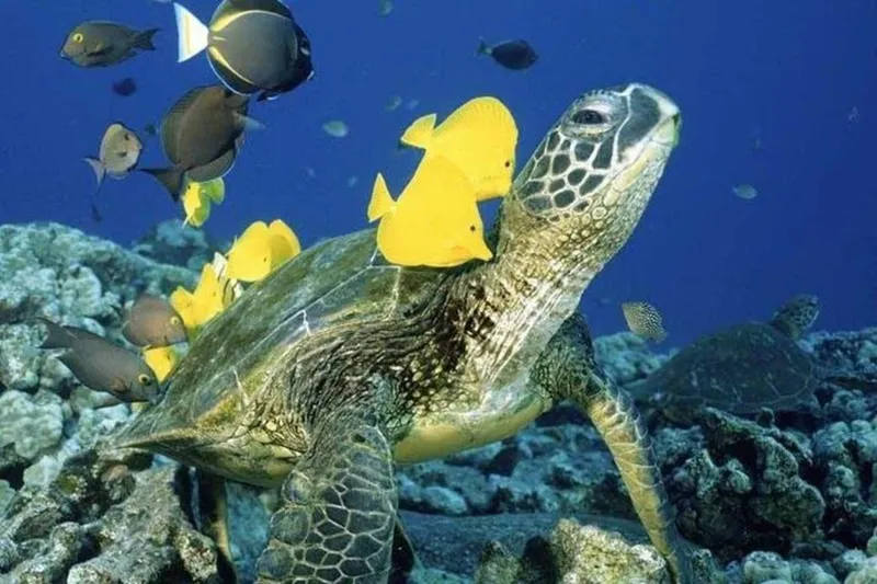 Luxury 50-foot catamaran sailing off Waikiki Beach where guests swim with turtles in Oahu, Hawaii