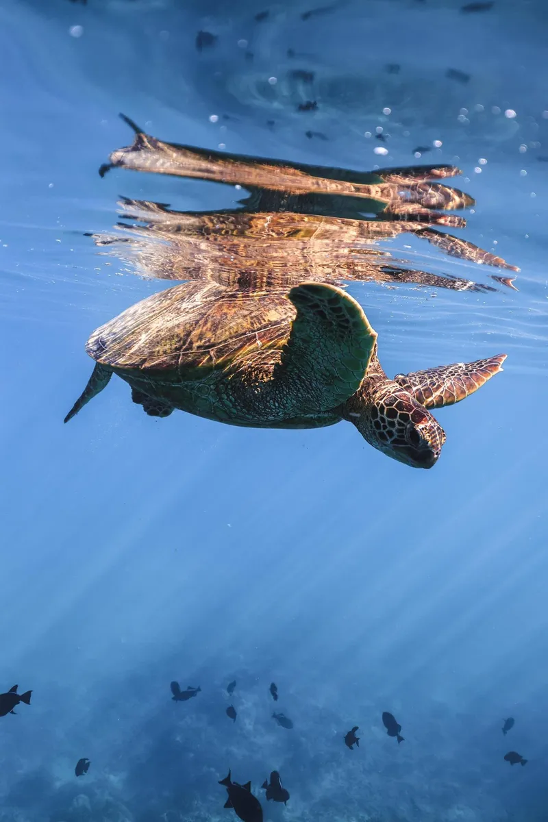 Hawaiian green sea turtle gliding past snorkelers who swim with turtles in Oahu at Turtle Canyon, Hawaii