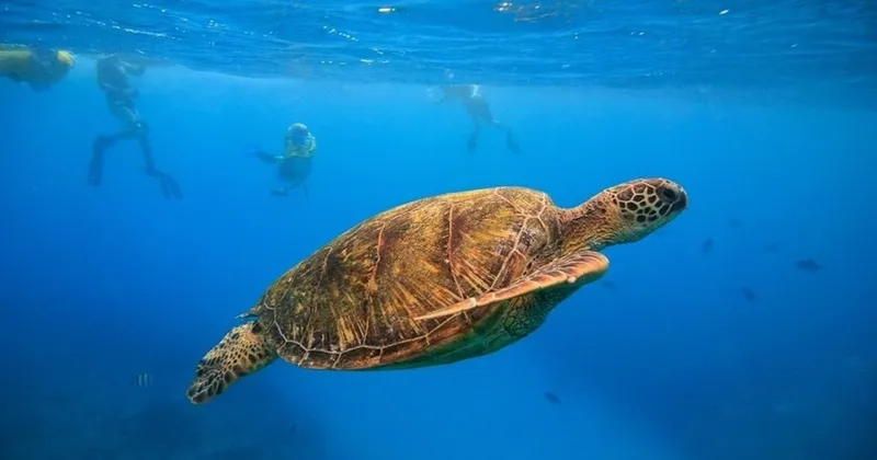 Cruise boat at the Turtle Canyons where travelers swim with turtles in Oahu off the Waikiki coast, Hawaii