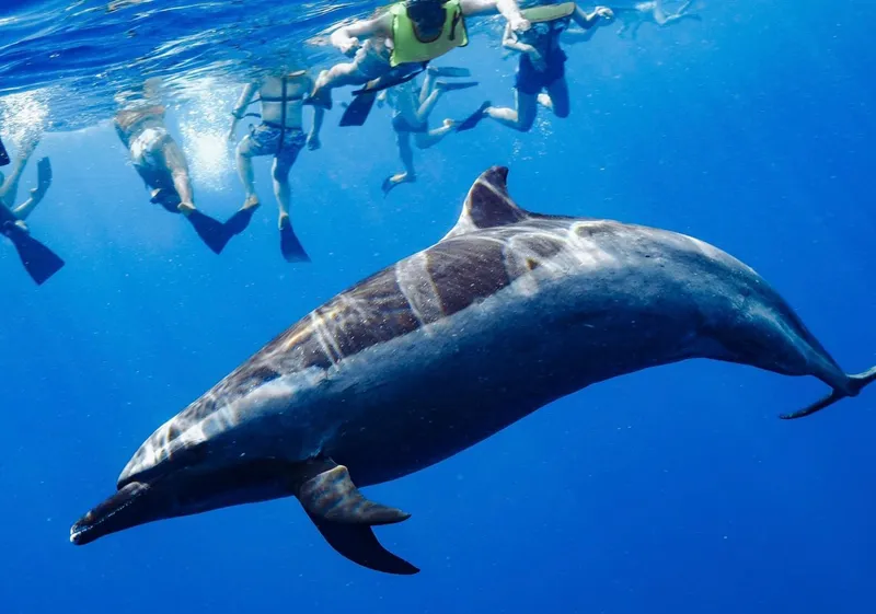 Boat with a waterslide where guests swim with turtles in Oahu and snorkel with wild dolphins, Hawaii