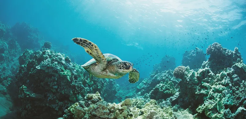 38-foot snorkeling boat at Turtle Canyon where guests swim with turtles in Oahu near Honolulu, Hawaii