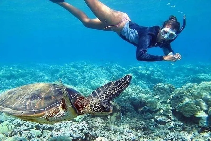 North Shore beach where a full-day Circle Island tour lets visitors swim with turtles in Oahu, Hawaii